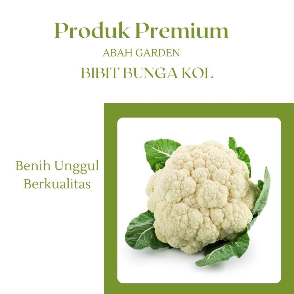 Benih Sayuran Bunga Kol Bibit Benih Kembang Kol Bibit Unggul