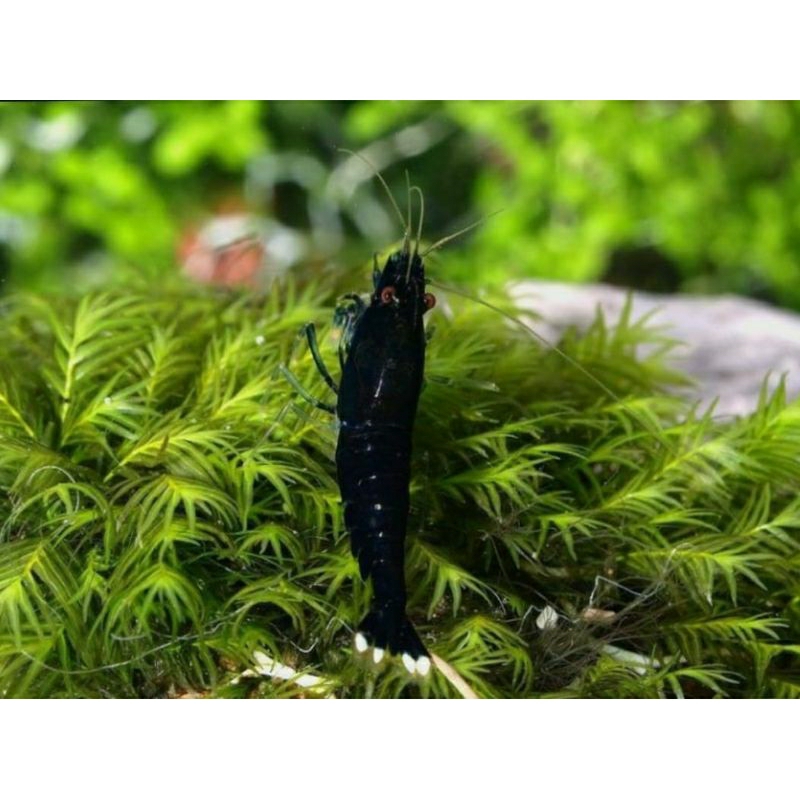 

black coco shrimp