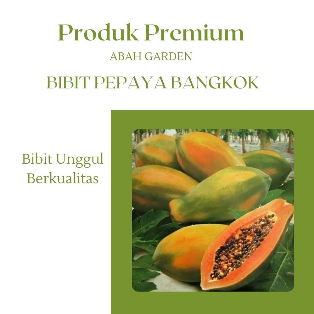 

Benih Buah Pepaya Bangkok Bibit Benih Pepaya Bangkok Bibit Unggul