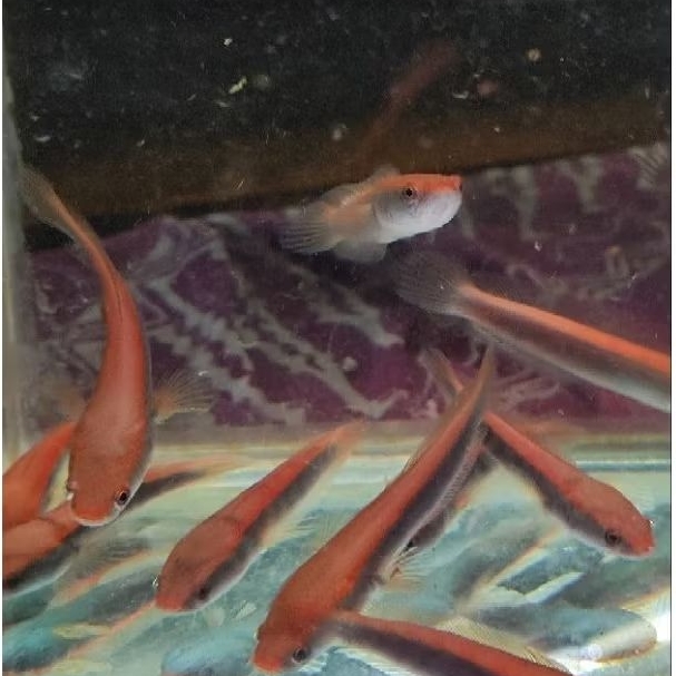 Red Lempuyang sortiran grade A