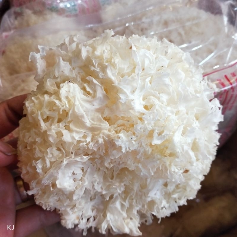 jamur salju putih kering/white fugus/yin er/fu Yong fong
