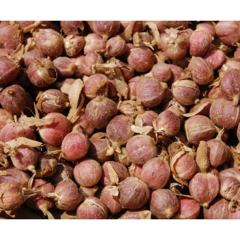

ELETTARIA CARDAMOMUM/KAPULAGA SEGAR 500GRAM