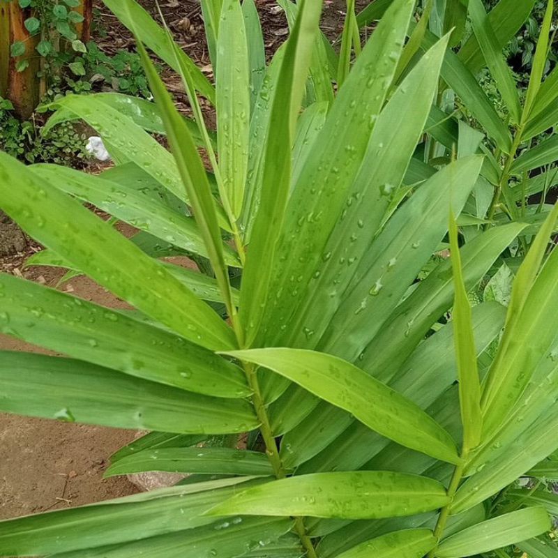 

Daun Panglai Segar sebagai Obat gatal 20 lembar