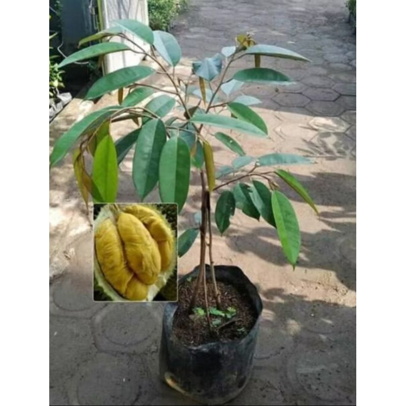 Bibit Durian Musangking Sambung Pucuk Kaki 3 Tinggi 40-50cm