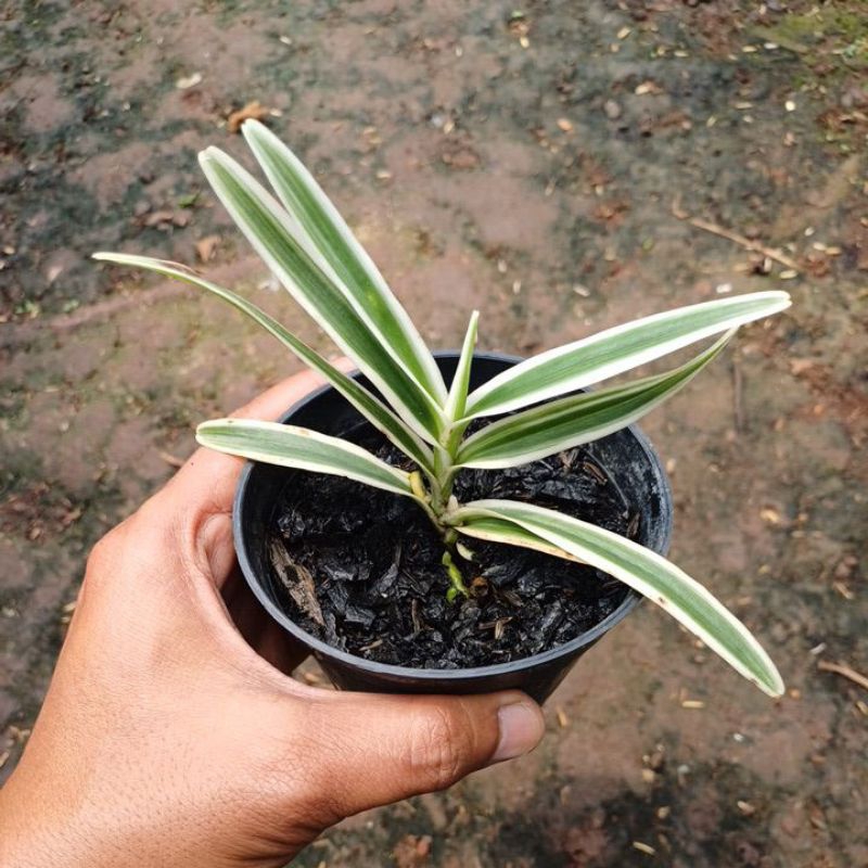 Arachnis flos-aeris variegated ( anggrek kalajengking  variegata )