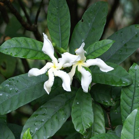 Tanaman Melati Cengkeh Wangi