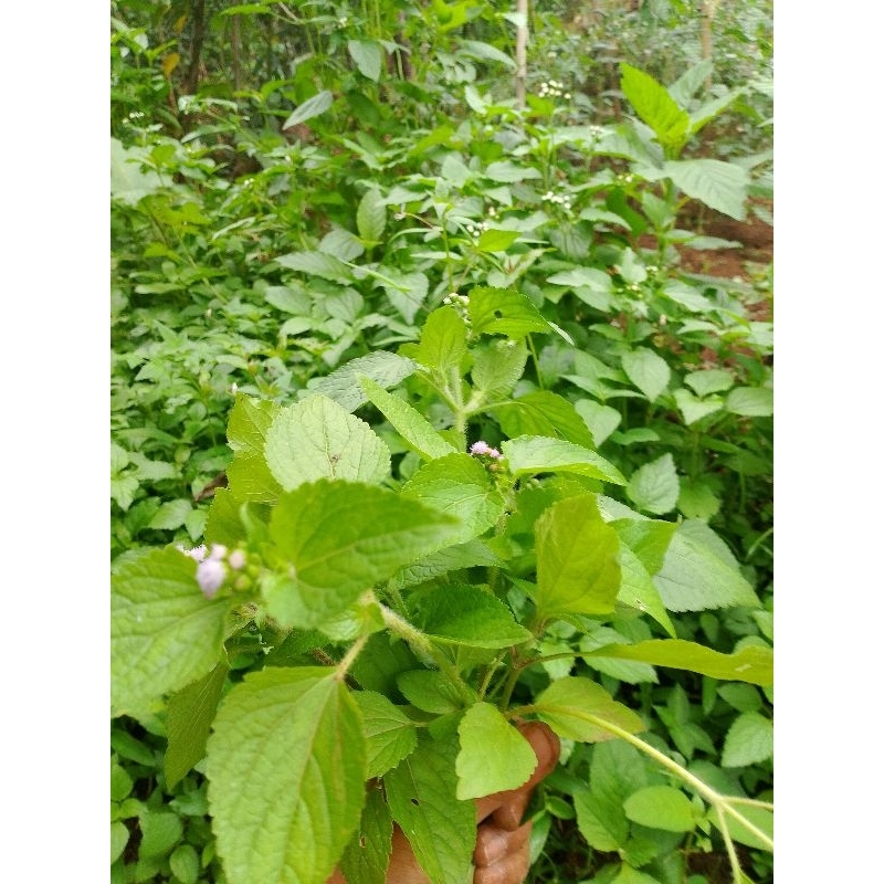 

DAUN BADOTAN SEGAR OBAT HERBAL ALAMI