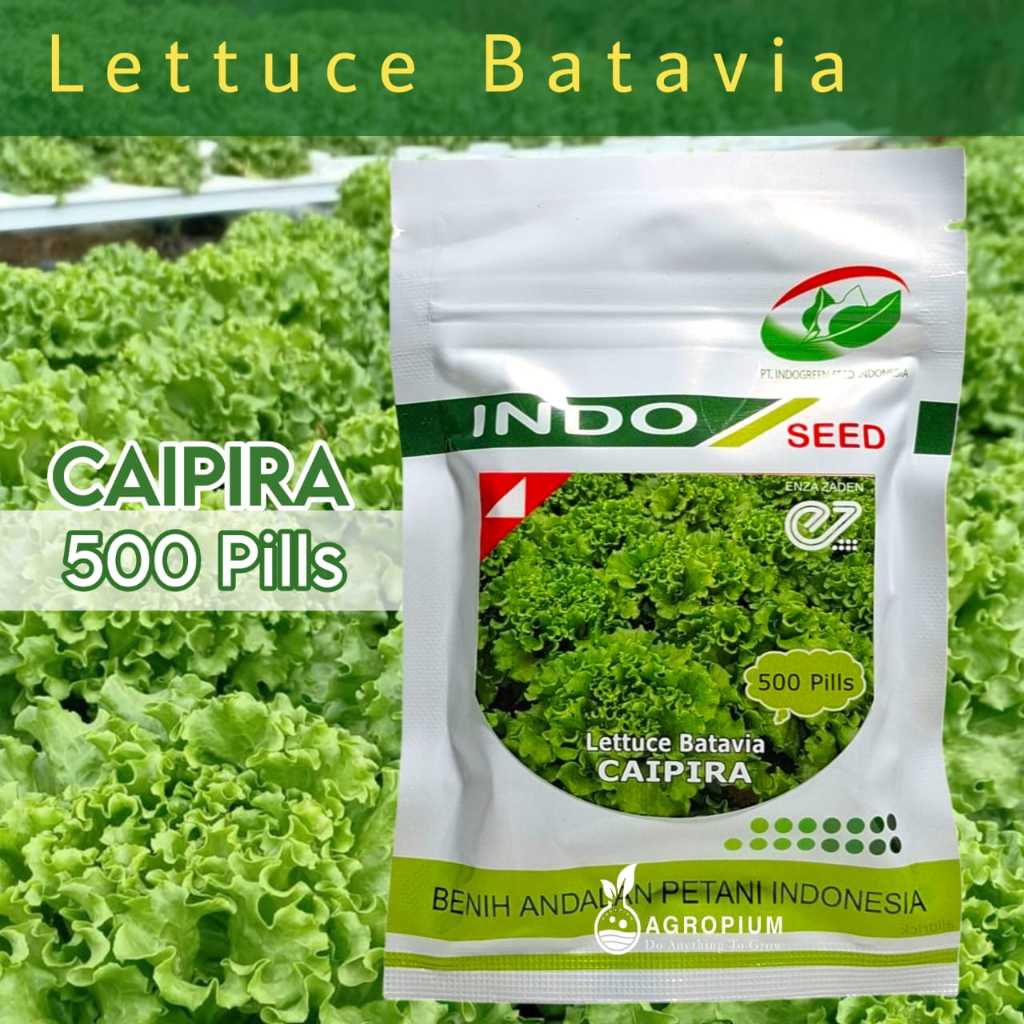 Benih Selada Caipira Isi 500 Pills Lettuce Batavia Indo Seed