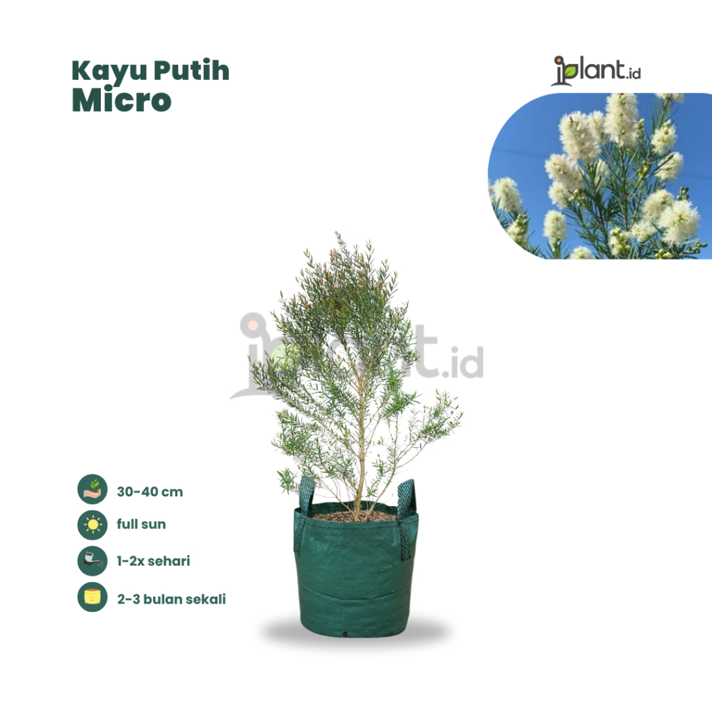 Kayu Putih Micro