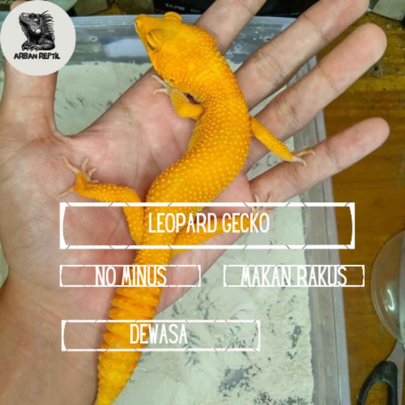 Mainan leopard gecko dewasa (di kirim random)