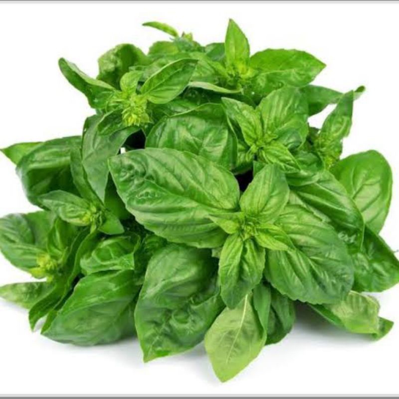 

Daun Basil Fresh