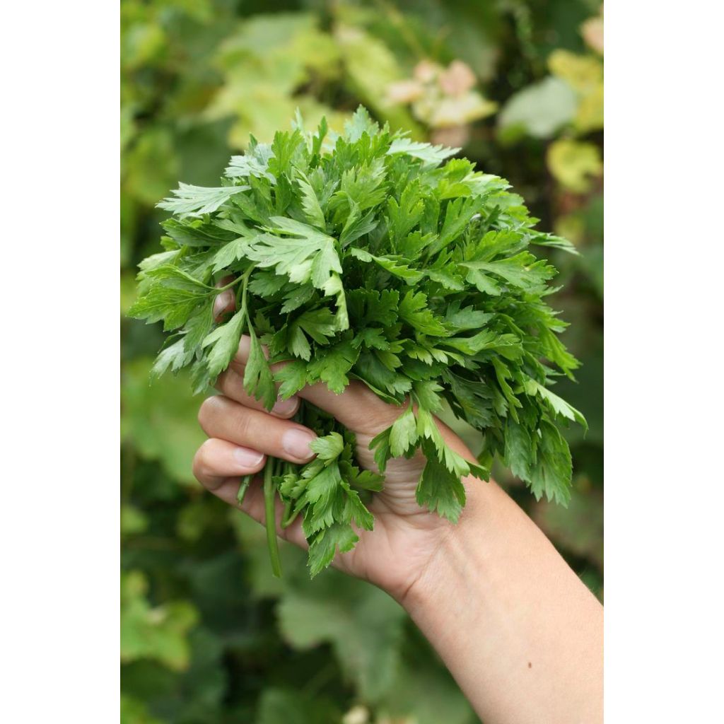 

Sayuran Segar | Parsley