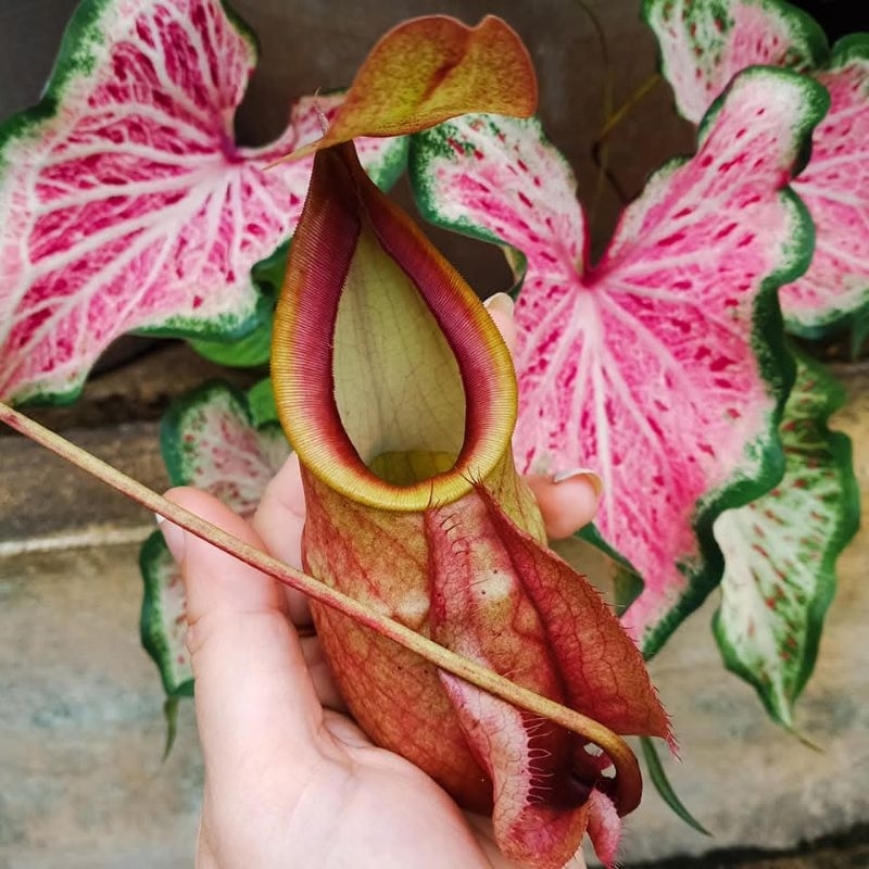 

mirabillis x Globosa