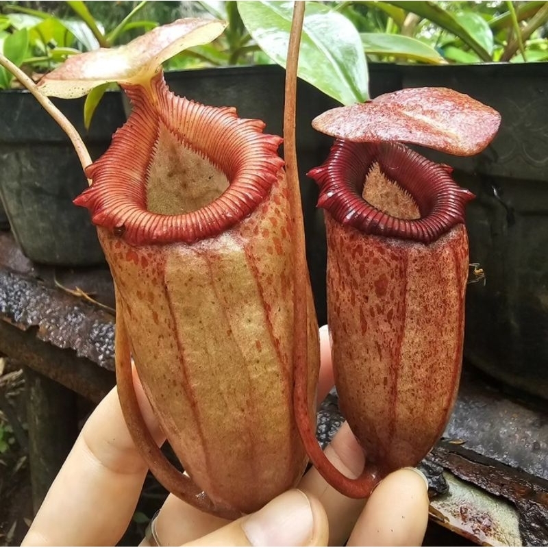 Nepenthes Sibuyanensis