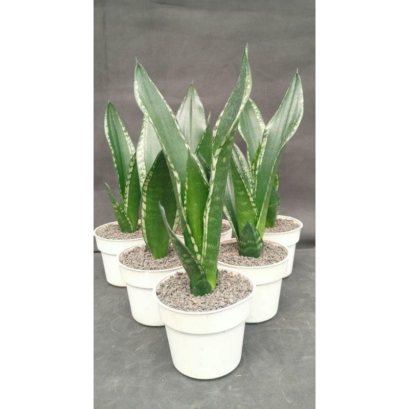Sansevieria Import Whitney 6 plant