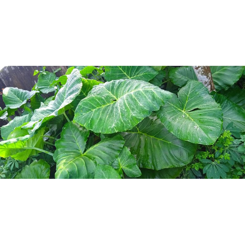 

Daun Lompong Sayur / Talas Sayur 10 lembar, segar