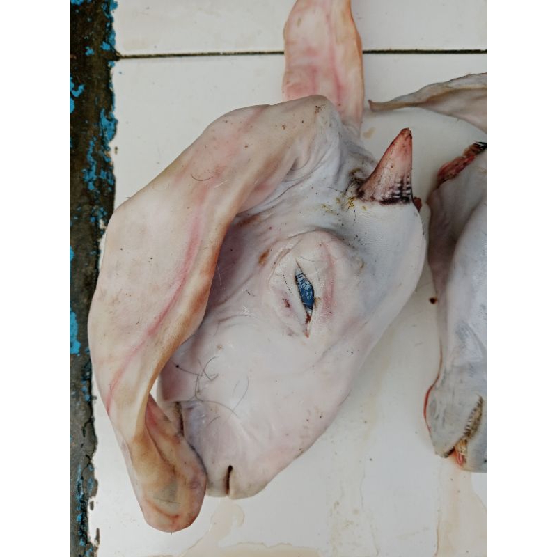 

Kepala Kambing Kambing Muda 1 Pcs fresh.