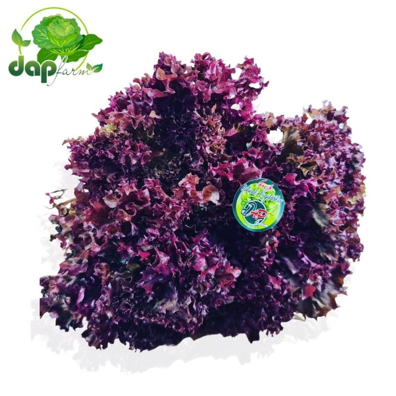 

Lolorosa/ Selada Keriting Merah/ Red Lettuce/ DAP Farm/ Sayur Segar Jakarta
