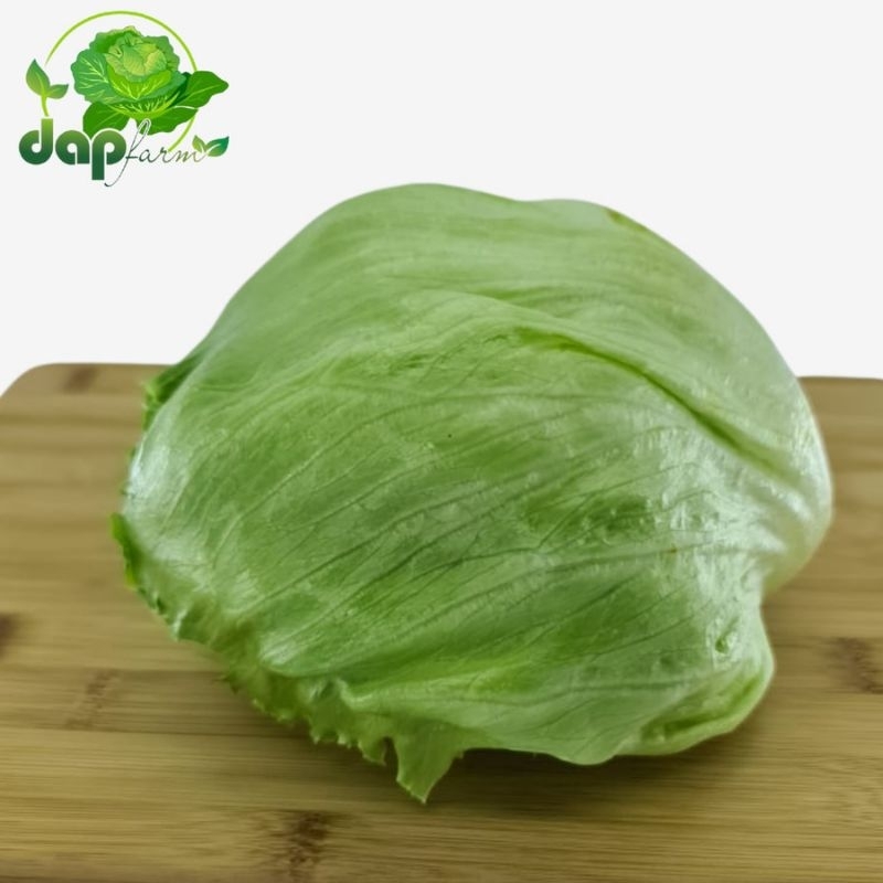 

Lettuce head/ DAP Farm/ Sayur Segar Jakarta