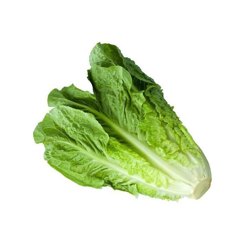 

Lettuce Romaine Fresh