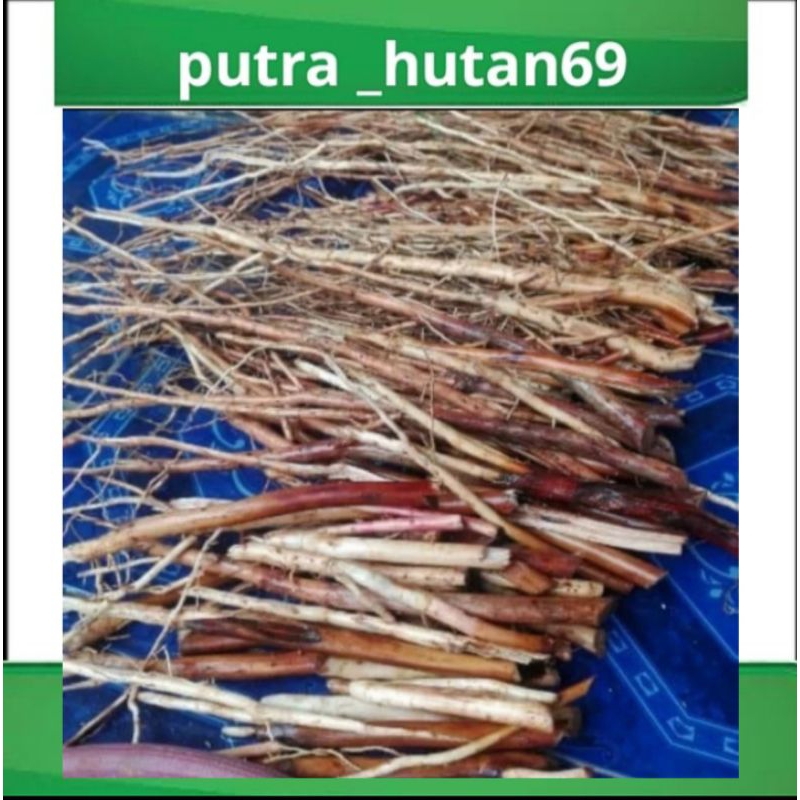 

AKAR PINANG 1KG FRESH TERMURAH