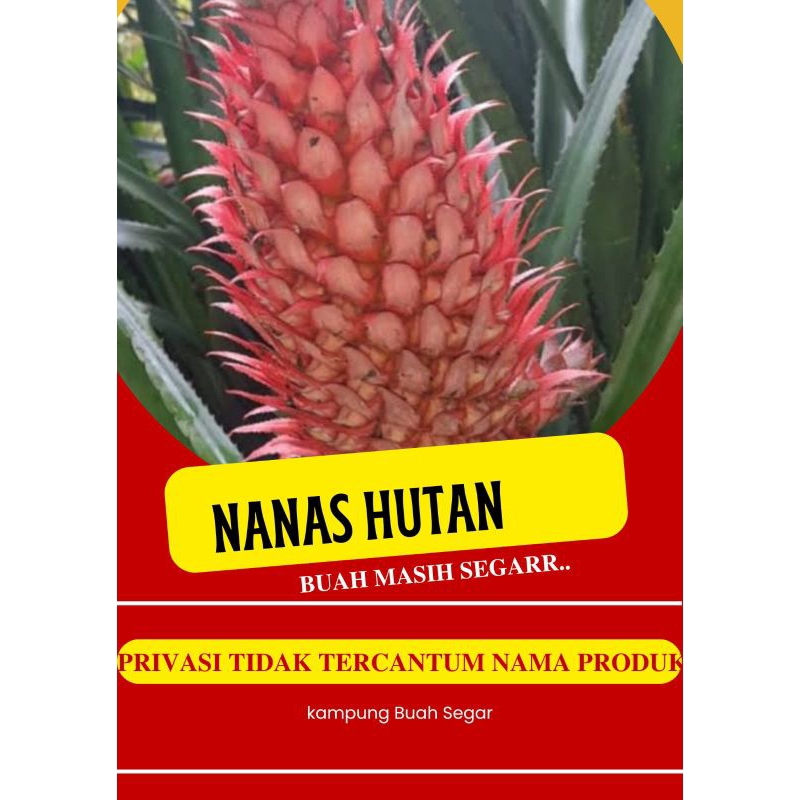 

Nanas hutan merah muda/tua