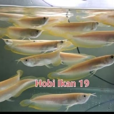 

tahu Ikan Arwanaa silver Al bino 12-13 cm