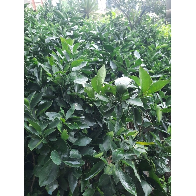 Bibit Jeruk Baby Java Malang