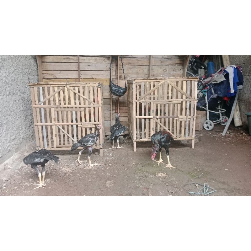 

pitik ayam bangkok thailnd ory