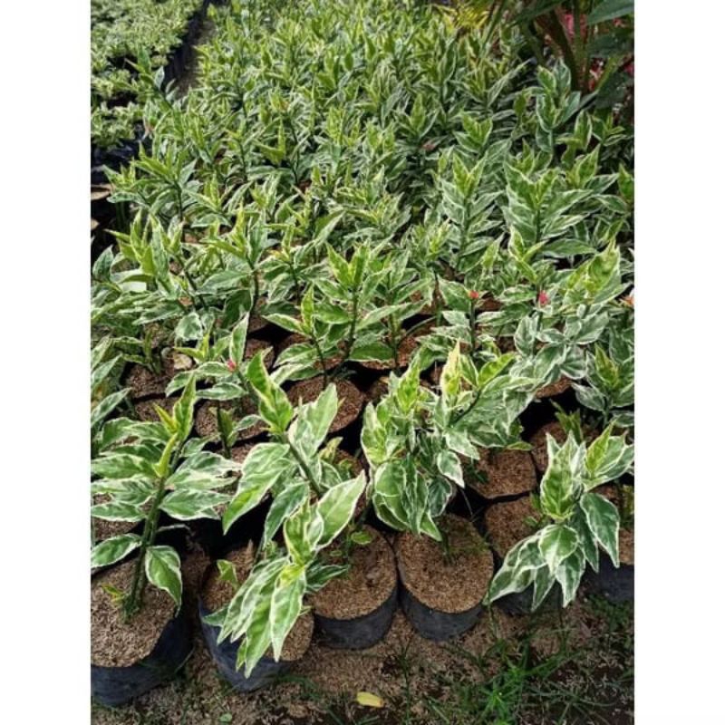 Bibit tanaman Cucak Rowo varigata asli lokal/Bunga cucak rowo merah