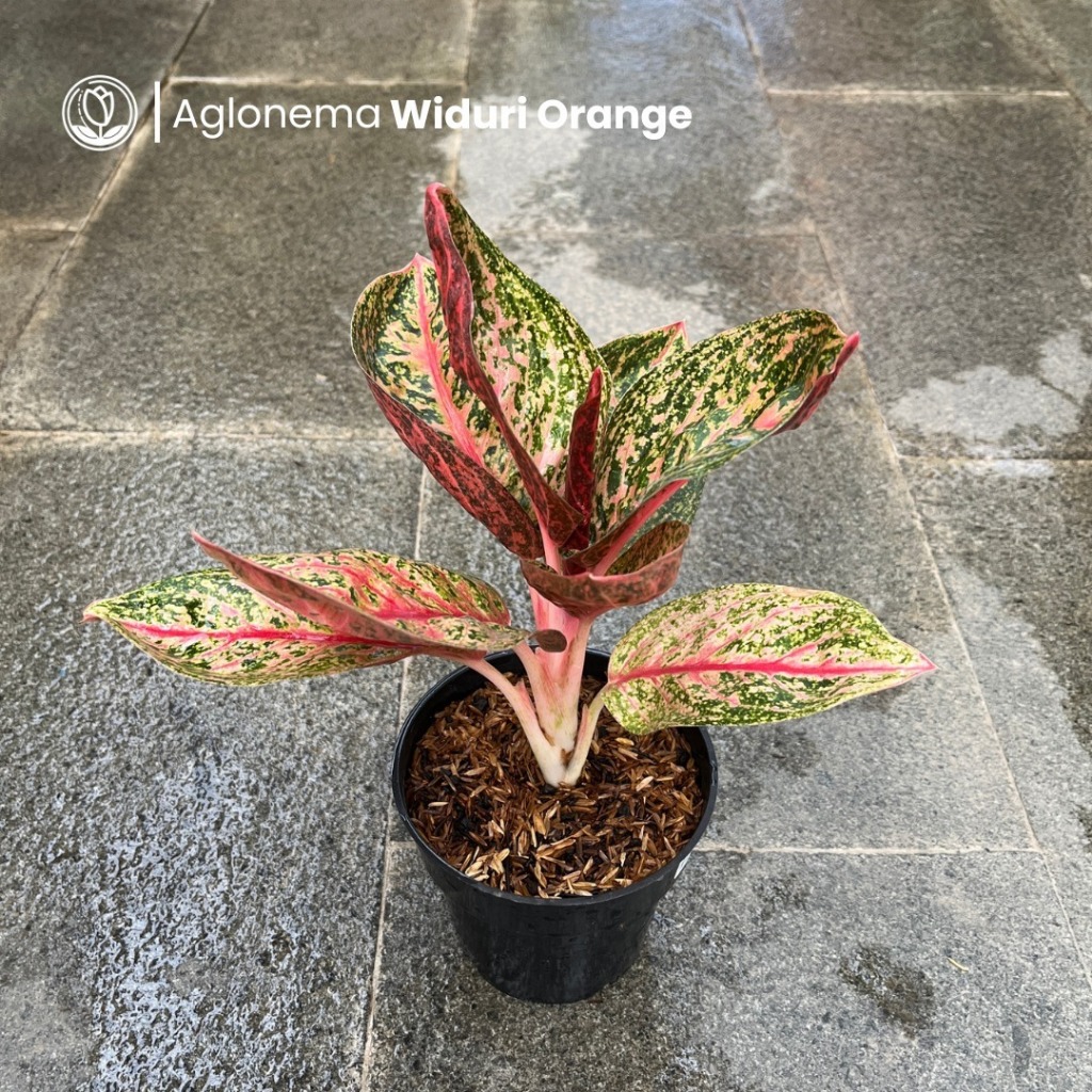 Aglonema Widuri Orange Tanaman Hias