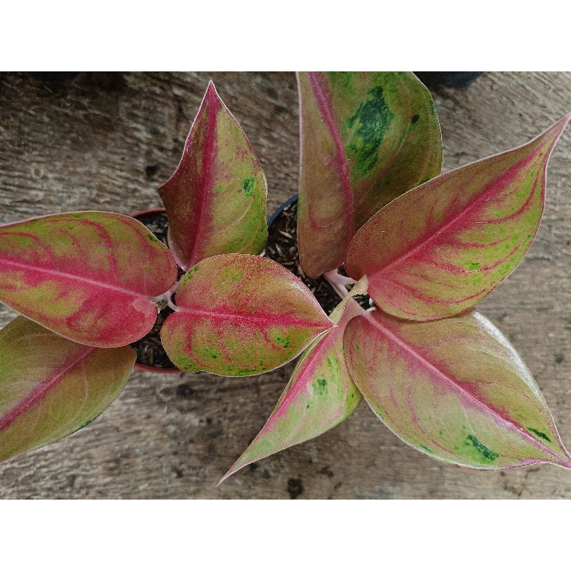 Tanaman Hias/Aglonema Mahameru