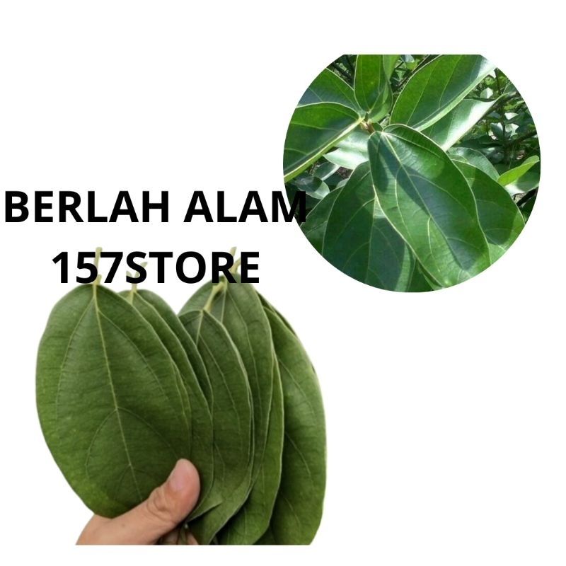 

DAUN CINCAU HIJAU PERDU SEGAR 1 KG