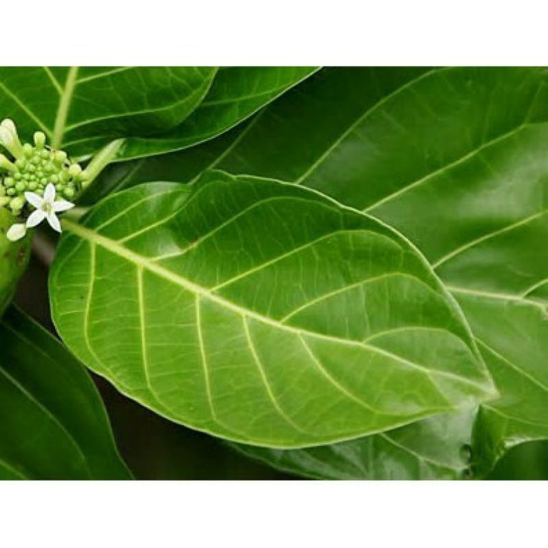 

(PROMO) DAUN MENGKUDU 250GR, DAUN MENGKUDU SEGAR , DAUN MENGKUDU MUDA FRESH