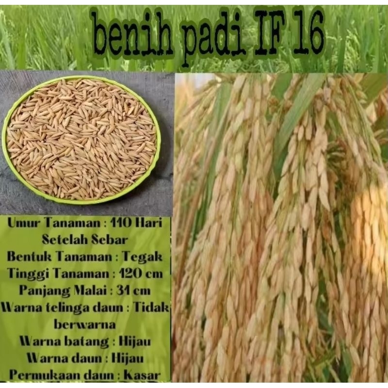 BENIH PADI IF 16 KUALITAS UNGGUL 1KG