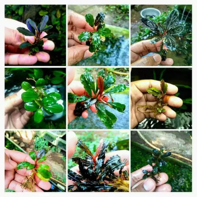Paket bucephalandra 15 jenis