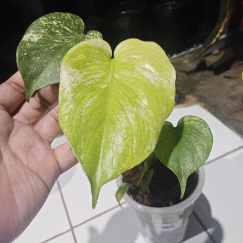 Monstera Deliciosa Mint White Monster