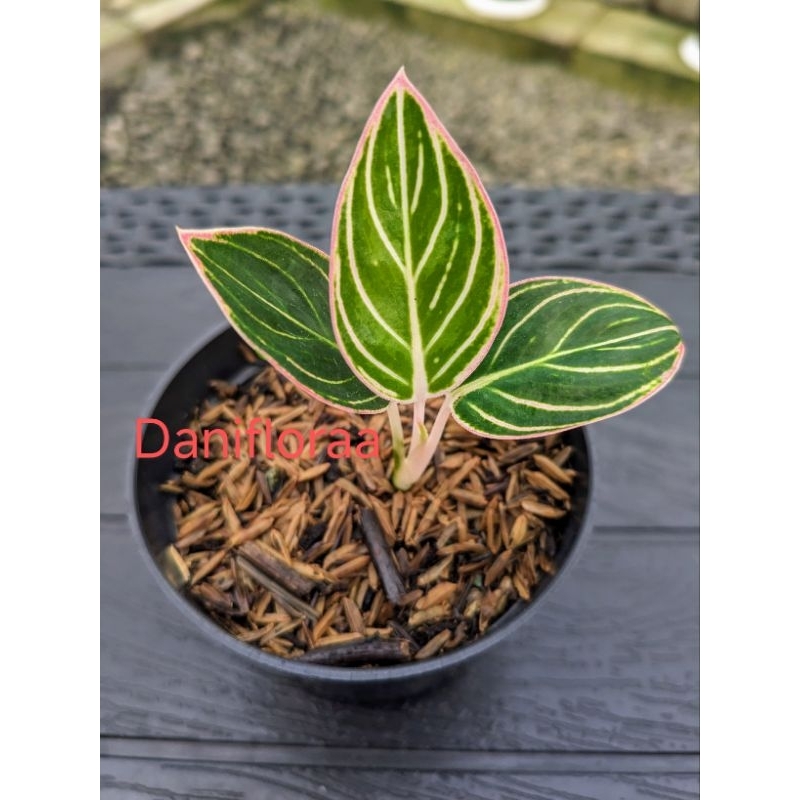 Aglaonema Minion Anakan