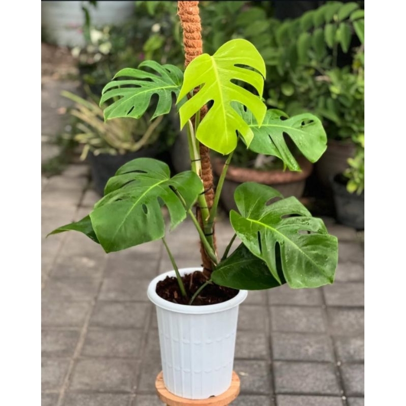 Monstera Borsigiana - Tanaman Hias Hidup Monstera Borsigiana