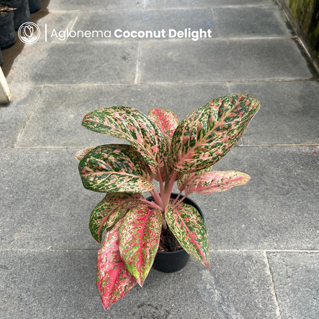 Aglonema Coconut Delight Tanaman Hias