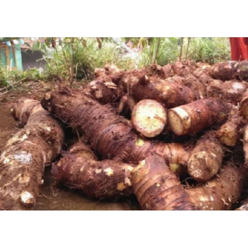 

umbi talas segar 1kg