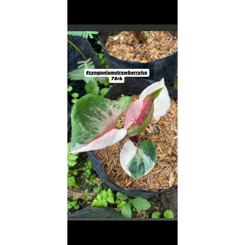 syngonium strawberry ice