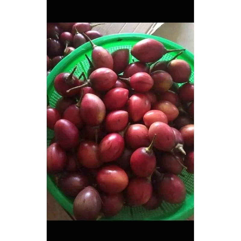 

terong Belanda 1kg