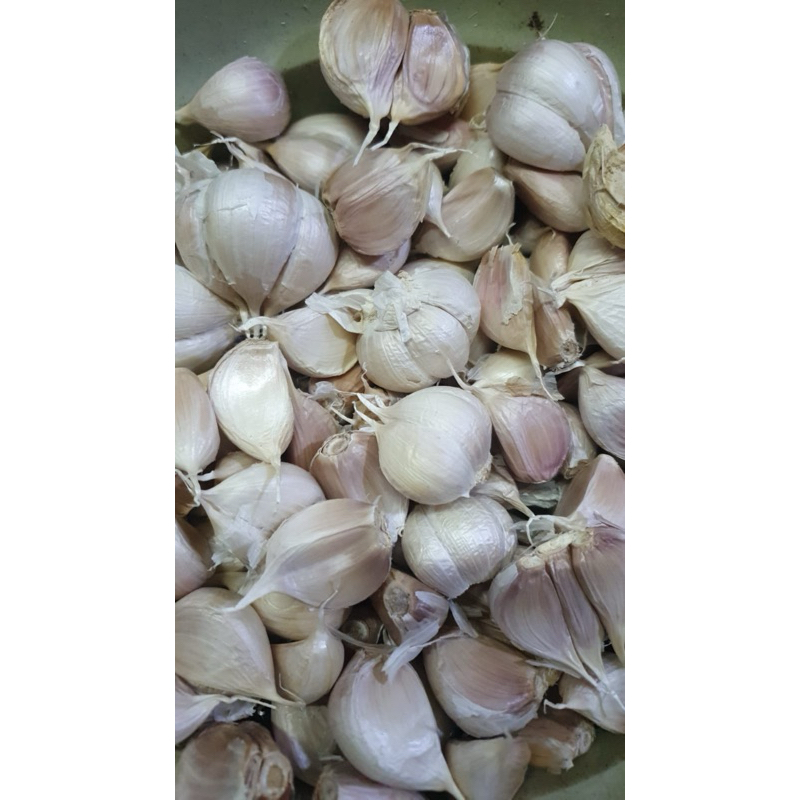 

papi saiyo bawang putih kating baput bersih garlic 1kg 500gr