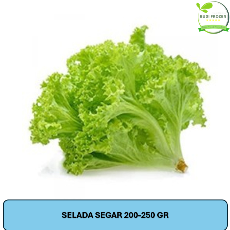 

SELADA SEGAR / SELADA KRITING SEGAR 200-250 GR / IKAT