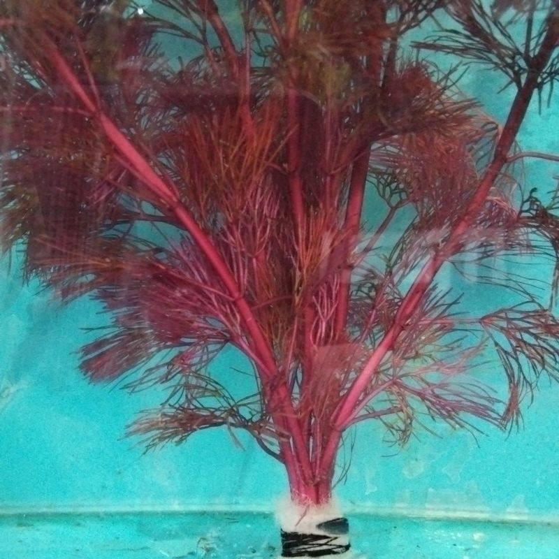 Cabomba Super Red/ Purcata