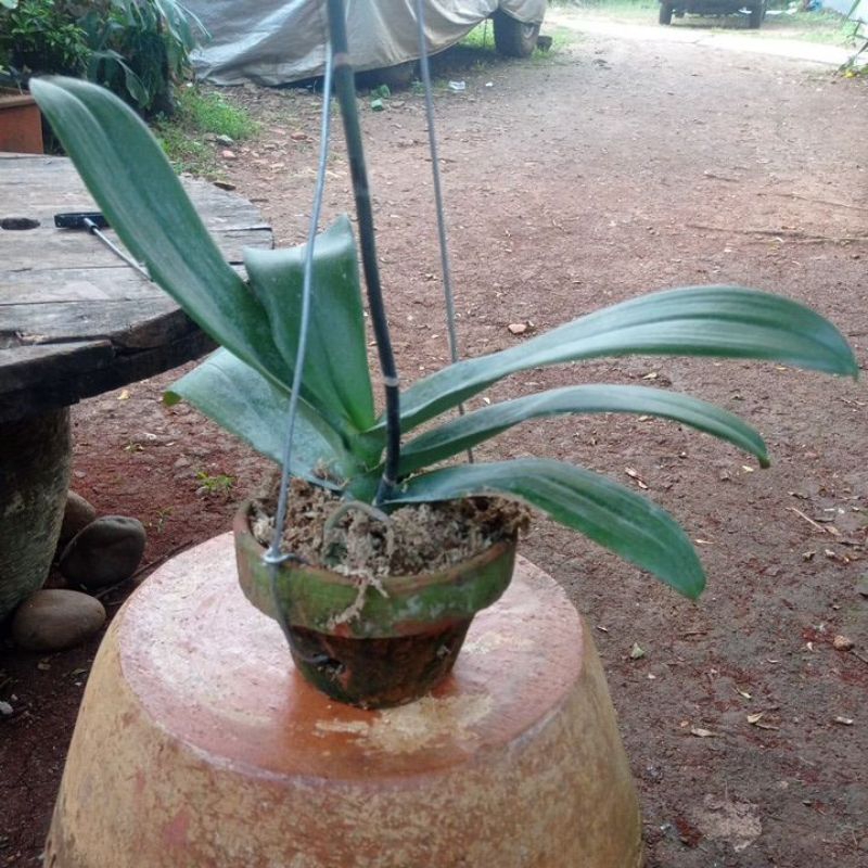 pohon anggrek batangan