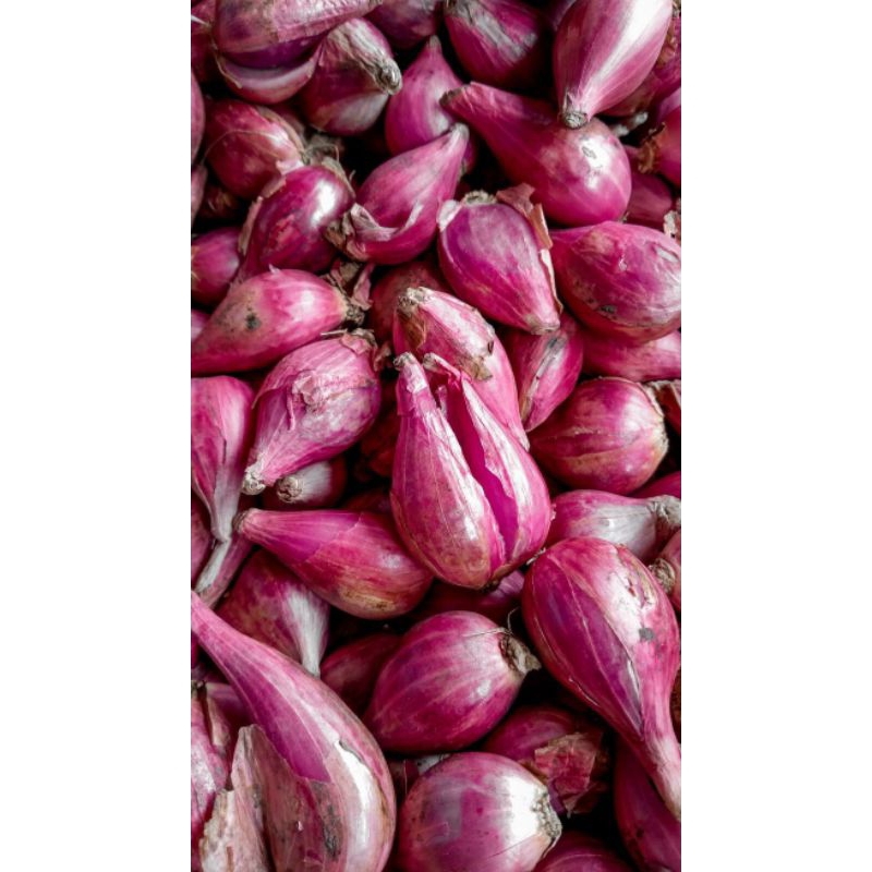

BAWANG MERAH KEDUNGADEM BOJONEGORO