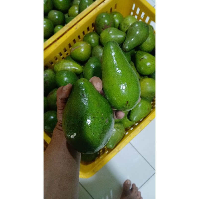 

alpukat mentega 1kg