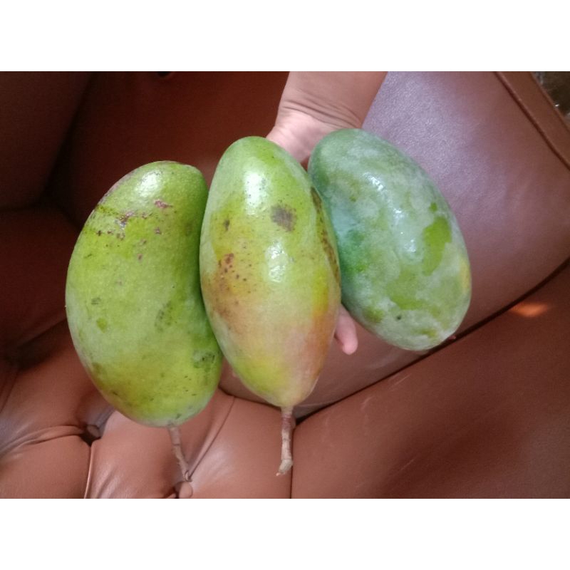 

mangga kiojay isi 3 buah berat 1-2- 1,3kg